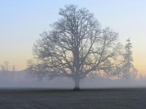 Niebla envolviendo a un árbol