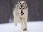 Un gran lobo corriendo sobre la nieve