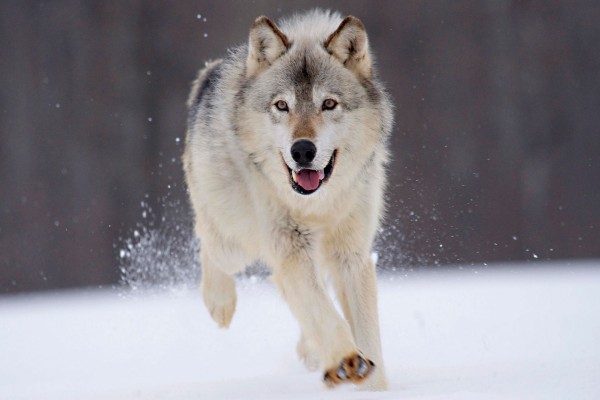 Un gran lobo corriendo sobre la nieve