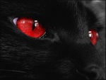 Los ojos rojos de un gato negro