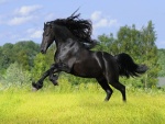 Un precioso caballo negro sobre la verde hierba