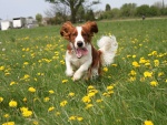 Perro corriendo en un campo con flores amarillas