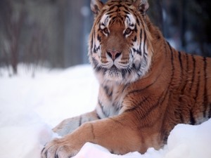 Un hermoso tigre tumbado en la nieve