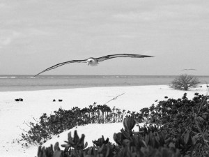 Postal: Albatros de Laysan volando sobre la playa