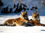 Dos tigres Siberianos reposando sobre la nieve