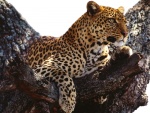 Un leopardo en las alturas
