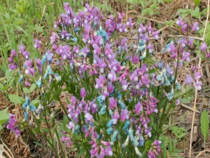 Postal: Planta con pequeñas flores de color lila
