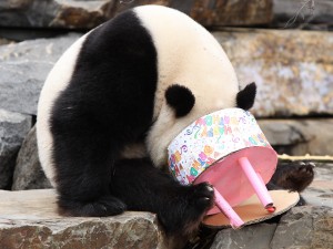 Postal: Un gracioso oso panda con la cabeza dentro de la tarta