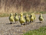 Familia de patos pequeños caminado por una carretera