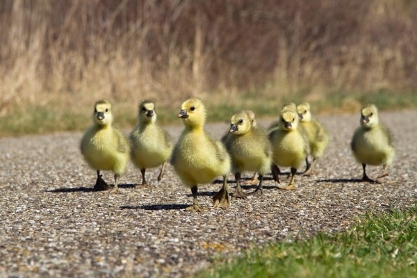 Familia de patos pequeños caminado por una carretera