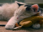 Un lindo gatito descansando encima de un peluche