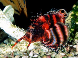 Un hermoso pez de bonitos colores