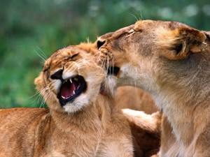 Leona mordiendo a un león joven