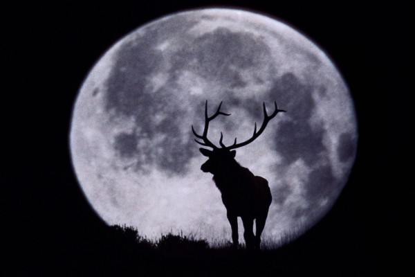 Un ciervo y la Luna llena