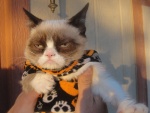 Un gato vestido para pasear en Halloween