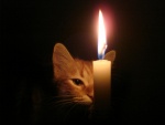 Gato tras la vela
