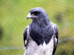 Un esbelto halcón gris