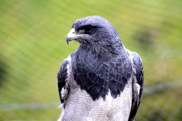 Un esbelto halcón gris