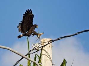 Gran halcón negro con un cangrejo en las patas