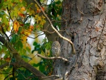 Un mochuelo posado en la rama de un gran árbol