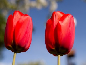 Dos bonitos tulipanes rojos