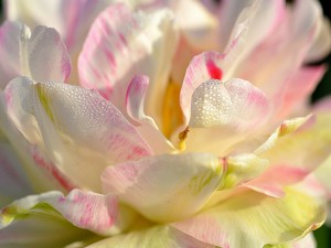 Postal: Una magnífica magnolia con gotas de rocío