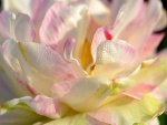 Una magnífica magnolia con gotas de rocío