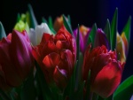 Espléndidos tulipanes de varios colores