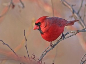 Un bello cardenal