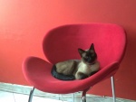 Gato siamés acostado en la silla