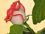 Una maravillosa rosa