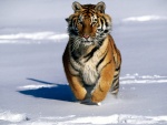 Un bello tigre siberiano corriendo en la nieve
