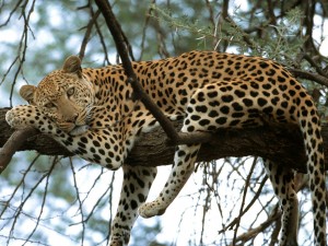 Leopardo descansando en el árbol