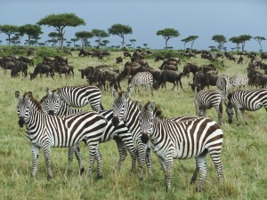 Cebras y ñus en Kenya (Africa)