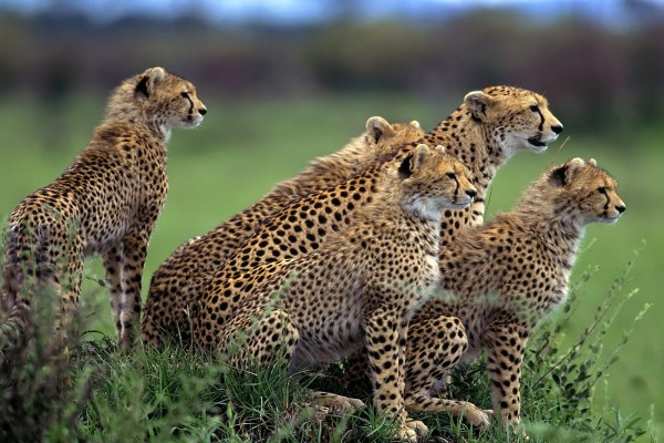 Un grupo de guepardos