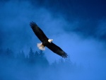 Un águila volando entre la niebla