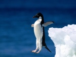 Un pingüino adelaida saltando al agua