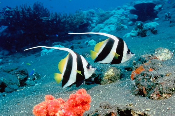 Dos bonitos peces nadando en el fondo del mar