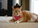 Un gato con pañuelo y sombrero