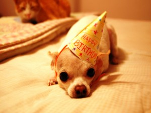 Cumpleaños de un perrito