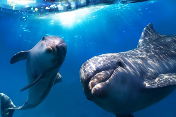 Delfín bebé y su madre bajo el agua