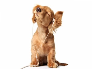 Un perro disfrutando de la música