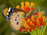Bella mariposa posada en pequeñas flores