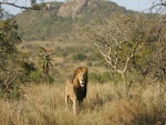 Un viejo león en África