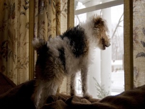 Un perro mirando por la ventana