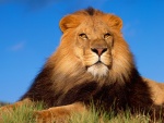Un gran león descansando al sol