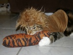 Gato con un disfraz de león
