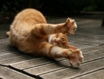 Un gato estirando las patas