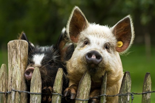 Dos cerdos asomados a la valla