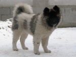 Un bonito perro sobre la nieve